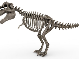 恐龙骨骼 恐龙化石C4D模型 skeletal TRex 3d model