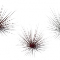 4个海洋植物：长刺海胆C4D模型 Diadema setosum Long-Spined Sea Urchin