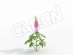 C4D粉色鲁冰花模型 Lupinus_D
