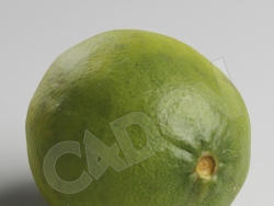 C4D绿橙酸橙水果模型 Lime