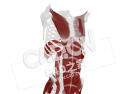 C4D人体脏腑大肠心肺胸部和腹部重要肌肉模型 Thorax and abdomen, a few important mu