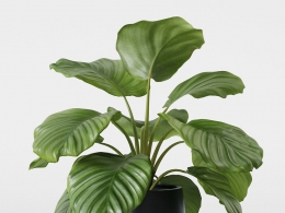 CINEMA 4D室内绿植：现代黑色圆柱形花盆中的细节丰富竹芋高品质3D热带植物模型C4D盆栽