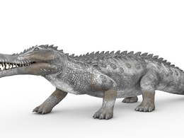 史前动物：帝鳄C4D模型（11套/含绑定动画）Sarco 3d model）