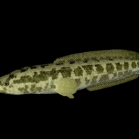 海洋鱼模型：蛇头鱼3D模型 Snakehead