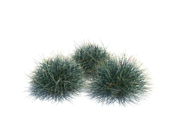 弱须羊茅植物杂草模型下载Festuca v3