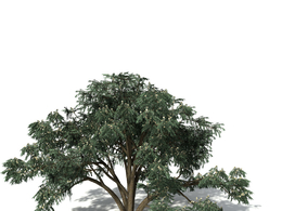 蓝胶桉树C4D模型 Blue-Gum Eucalyptus