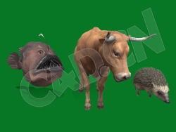 动物模型-食人鱼老黄牛刺猬