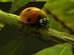 七星瓢虫C4D模型 Ladybug 3d model