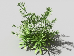 篷子菜猪殃殃砧草植物C4D模型 bedstraw-j 3d model