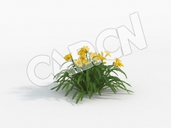 C4D常绿萱草黄花模型 Hemerocallis_B