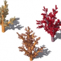 三款珊瑚树C4D模型 Dendronephthya sp.Carnation Coral