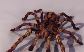蜘蛛C4D模型 Spider 3d model