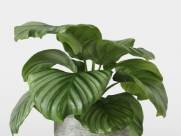 CINEMA 4D室内绿植：石纹花盆中的茂密竹芋圆形独特叶片逼真3D室内装饰植物模型C4D盆栽