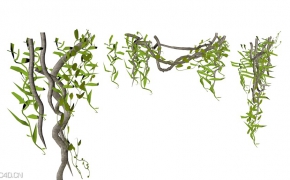 树藤/藤蔓C4D模型 Vines 3D model