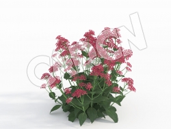 C4D拔地麻缬草花卉模型 Centranthus_H