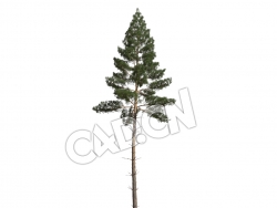 C4D长白松樟子松松树模型 Pinus sylvestris 3d model