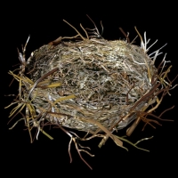 鸟巢 鸟窝3D模型 birds nest
