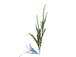 稗子c4d植物杂草模型下载Echinochloa crus-galli v2