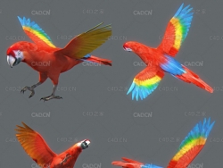 红鹦鹉动画C4D模型 Parrot Red