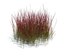 鸭跖草植物杂草模型下载imperata cylindrica red baron v3