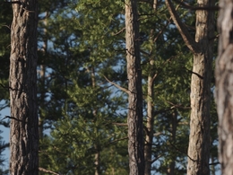 高精度松树C4D模型 Vertex Trees – Scots Pine – 01