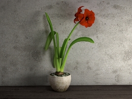 红花莲 朱顶红盆栽花卉C4D模型 Hippeastrum rutilum