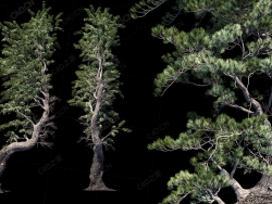 地中海阿勒颇松树C4D模型Pine_Aleppo_(Jerusalem)