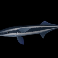 海洋鱼模型：吸鲨鱼3D模型 Shark sucker