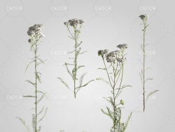 西洋蓍草C4D模型 Achillea millefolium