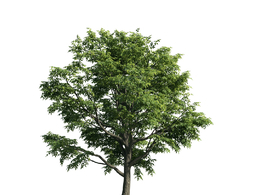 景观树木：苦楝树三维模型plant-49