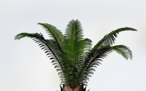 盆景植物：西米棕榈C4D模型 Sago Palm