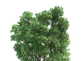景观树 大树 榆树C4D模型 ulmus