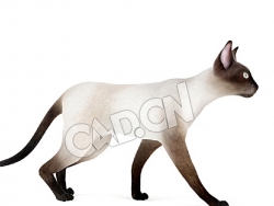 行走的宠物猫暹罗猫C4D模型