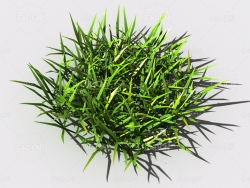 小草植物C4D模型 small-grass-2