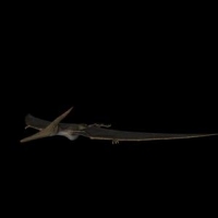 恐龙3D模型：无齿翼龙(pteranodon)