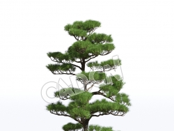 C4D赤松松树辽东赤松短叶赤松模型 Pinus densiflora 3d model