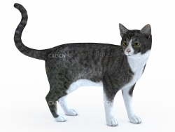 猫C4D模型Cat 3D Model