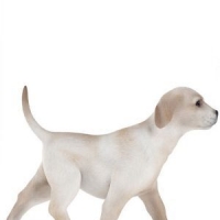 小狗宠物3D模型 Dogs 3D models