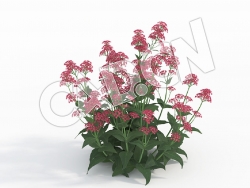C4D五里香缬草花卉模型 Centranthus_G