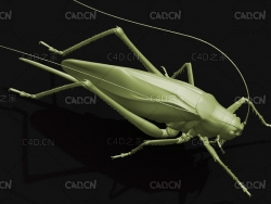 日本薮螽昆虫C4D模型 Tettigonia orientalis
