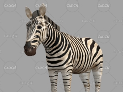 斑马 Zebra