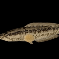 海洋动物模型：台湾鱼3D模型 Taiwan Dozyou