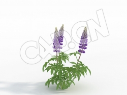 C4D多株蓝紫色羽扇豆鲁冰花模型 Lupinus_G