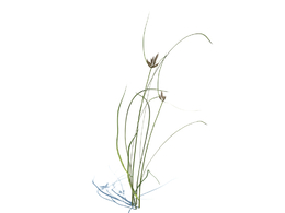 三棱草植物杂草模型下载Bolboschoenus maritimus v1