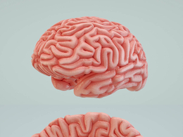 C4D Octane Render人类大脑模型 Human Brain