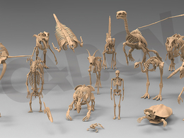 25个动物人物骨骼骨架模型