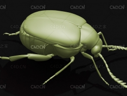 绿豆虫绿豆象 昆虫甲虫C4D模型 Callosobruchus chinensis