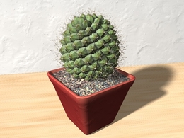 仙人球C4D模型 Mammilaria 3D Model