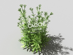 篷子菜猪殃殃砧草植物C4D模型 bedstraw-e 3d model
