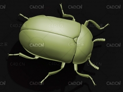 路氏黃斑擬步行虫 昆虫甲虫C4D模型 Diaperis lewisi